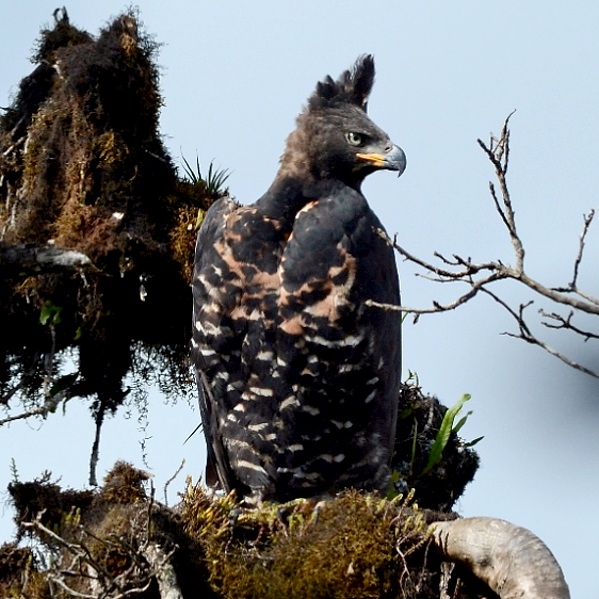 African Crowned Eagle